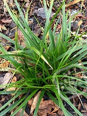 Carex morrowii ´Irish Green´