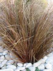 Carex buchananii