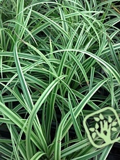 Carex morrowii ´Silver Sceptre´