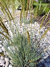Koeleria glauca Koeleria glauca