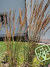 Calamagrostis x acutifolia ´Karl Foerster´