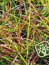 Pennisetum alopecuroides ´Burgundy Bunny´