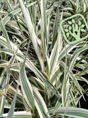 Arundo donax ´Variegata´