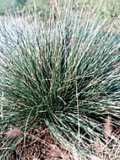 Festuca mairei 