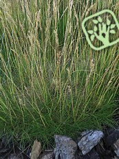 Festuca scoparia