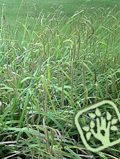 Carex pendula