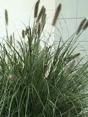 Pennisetum alopecuroides ´Japonica´