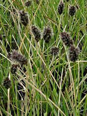 Sesleria heufleriana