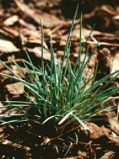 Festuca punctoria 