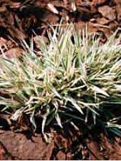 Holcus mollis ´Albovariegata´ Holcus mollis ´Albovariegata´