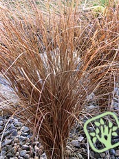 Carex buchananii Red Rooster