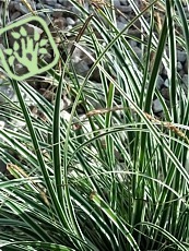 Carex oshimensis ´Everest´ 