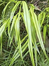 Hakonechloa macra ´Aureola´ Hakonechloa macra ´Aureola´