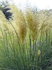 Cortaderia selloana 