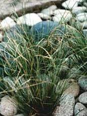 Carex buchanani ´Viridis´