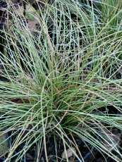 Stipa tenuissima