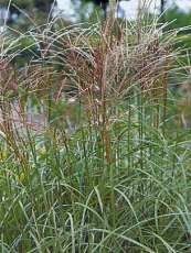 Miscanthus sacchariflorus