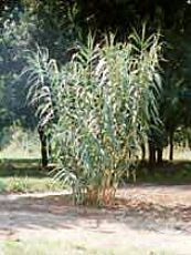 Arundo donax