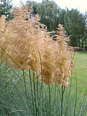 Cortaderia selloana ´Rosea´