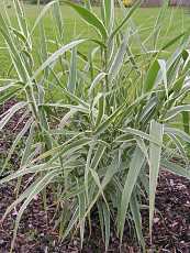 Arundo donax ´Variegata´