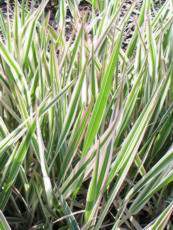 Phalaris arundinacea ´Tricolor´