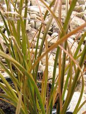 Carex testacea