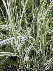 Miscanthus sinensis ´Variegata´