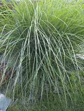 Miscanthus sinensis ´Gracillimus´