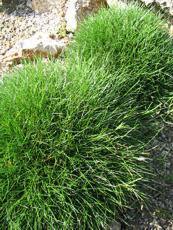 Festuca scoparia ´Pic Carlit´