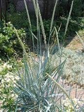 Elymus arenarius