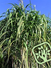 Miscanthus floridulus