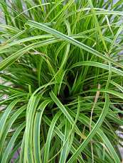 Carex hachijoensis´Gold Fountain´