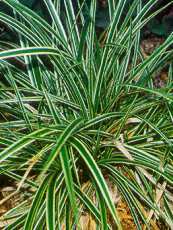 Carex morrowii ´Aureomarginata´