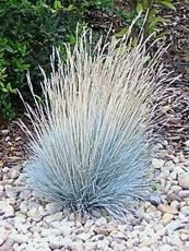 Festuca glauca ´Azurit´