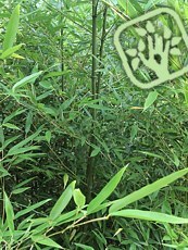 Phyllostachys bissetii