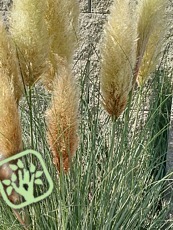 Cortaderia selloana ´Pumilla´