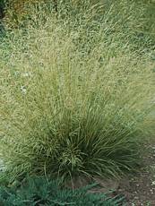 Deschampsia caespinosa