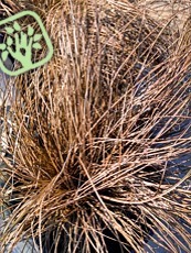 Carex comans Bronze Form