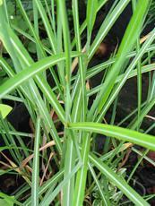 Miscanthus sinensis 