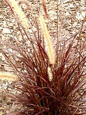 Pennisetum setaceum ´Rubrum