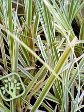 Cortaderia selloana ´Silver Feather´