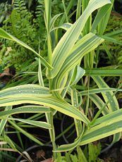 Arundo donax ´Versicolor´