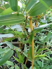 Phyllostachys aureosulctata ´Aurea´