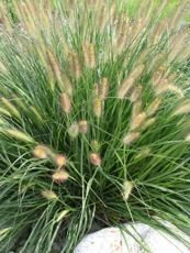 Pennisetum alopecuroides ´Compressa´