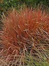 Miscanthus sinensis ´Ghana´