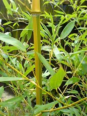 Phyllostachys aureosulctata ´Spectabilis´