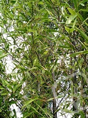 Phyllostachys nigra