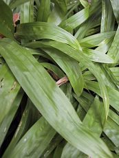 Carex plantaginea