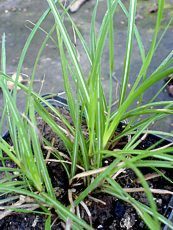 Miscanthus sinensis ´Yaku-Jima´