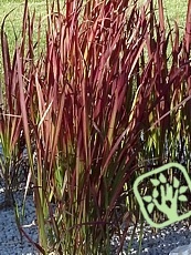 Imperata cylindrica´Red Baron´